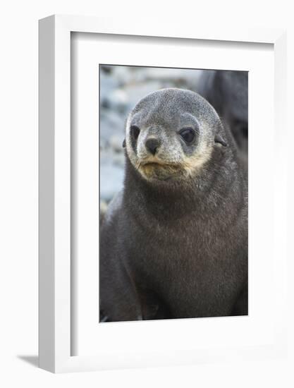 South Georgia. Stromness. Antarctic Fur Seal, Arctocephalus Gazella-Inger Hogstrom-Framed Photographic Print