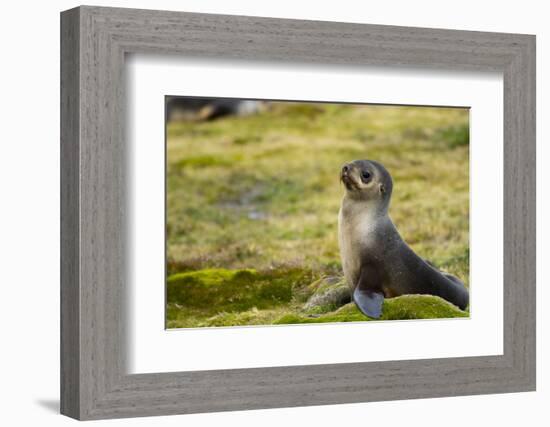 South Georgia. Stromness. Antarctic Fur Seal, Arctocephalus Gazella-Inger Hogstrom-Framed Photographic Print