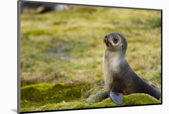 South Georgia. Stromness. Antarctic Fur Seal, Arctocephalus Gazella-Inger Hogstrom-Mounted Photographic Print