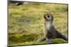 South Georgia. Stromness. Antarctic Fur Seal, Arctocephalus Gazella-Inger Hogstrom-Mounted Photographic Print