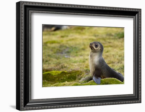 South Georgia. Stromness. Antarctic Fur Seal, Arctocephalus Gazella-Inger Hogstrom-Framed Photographic Print