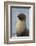 South Georgia. Stromness. Antarctic Fur Seal, Arctocephalus Gazella-Inger Hogstrom-Framed Photographic Print