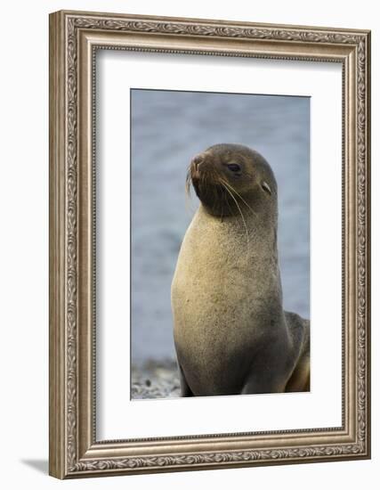 South Georgia. Stromness. Antarctic Fur Seal, Arctocephalus Gazella-Inger Hogstrom-Framed Photographic Print