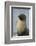 South Georgia. Stromness. Antarctic Fur Seal, Arctocephalus Gazella-Inger Hogstrom-Framed Photographic Print