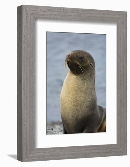 South Georgia. Stromness. Antarctic Fur Seal, Arctocephalus Gazella-Inger Hogstrom-Framed Photographic Print