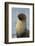 South Georgia. Stromness. Antarctic Fur Seal, Arctocephalus Gazella-Inger Hogstrom-Framed Photographic Print