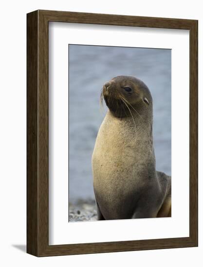 South Georgia. Stromness. Antarctic Fur Seal, Arctocephalus Gazella-Inger Hogstrom-Framed Photographic Print