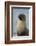 South Georgia. Stromness. Antarctic Fur Seal, Arctocephalus Gazella-Inger Hogstrom-Framed Photographic Print