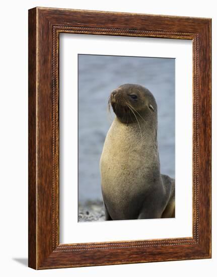 South Georgia. Stromness. Antarctic Fur Seal, Arctocephalus Gazella-Inger Hogstrom-Framed Photographic Print