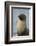 South Georgia. Stromness. Antarctic Fur Seal, Arctocephalus Gazella-Inger Hogstrom-Framed Photographic Print