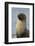 South Georgia. Stromness. Antarctic Fur Seal, Arctocephalus Gazella-Inger Hogstrom-Framed Photographic Print