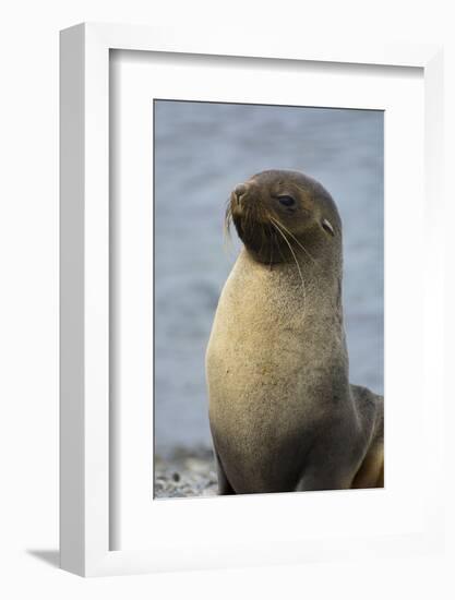 South Georgia. Stromness. Antarctic Fur Seal, Arctocephalus Gazella-Inger Hogstrom-Framed Photographic Print