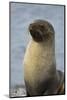 South Georgia. Stromness. Antarctic Fur Seal, Arctocephalus Gazella-Inger Hogstrom-Mounted Photographic Print