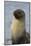 South Georgia. Stromness. Antarctic Fur Seal, Arctocephalus Gazella-Inger Hogstrom-Mounted Photographic Print