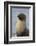 South Georgia. Stromness. Antarctic Fur Seal, Arctocephalus Gazella-Inger Hogstrom-Framed Photographic Print