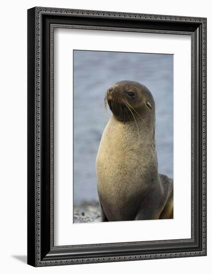 South Georgia. Stromness. Antarctic Fur Seal, Arctocephalus Gazella-Inger Hogstrom-Framed Photographic Print