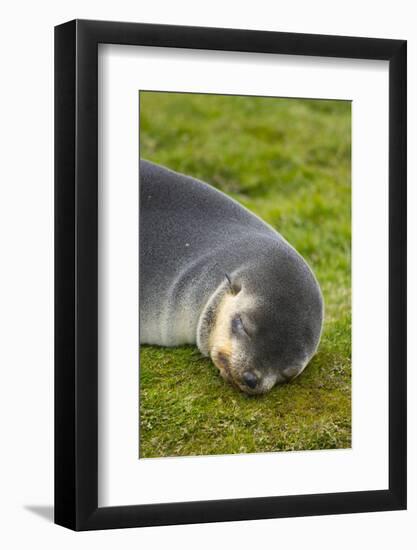 South Georgia. Stromness. Antarctic Fur Seal Pup Sleeping-Inger Hogstrom-Framed Photographic Print