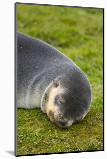 South Georgia. Stromness. Antarctic Fur Seal Pup Sleeping-Inger Hogstrom-Mounted Photographic Print