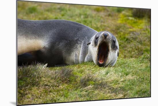 South Georgia. Stromness. Antarctic Fur Seal Pup Yawning-Inger Hogstrom-Mounted Photographic Print