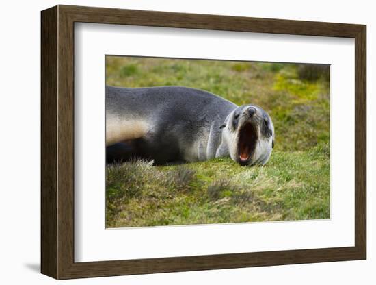 South Georgia. Stromness. Antarctic Fur Seal Pup Yawning-Inger Hogstrom-Framed Photographic Print