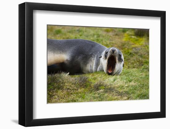 South Georgia. Stromness. Antarctic Fur Seal Pup Yawning-Inger Hogstrom-Framed Photographic Print
