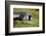 South Georgia. Stromness. Antarctic Fur Seal Pup Yawning-Inger Hogstrom-Framed Photographic Print