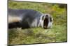 South Georgia. Stromness. Antarctic Fur Seal Pup Yawning-Inger Hogstrom-Mounted Photographic Print