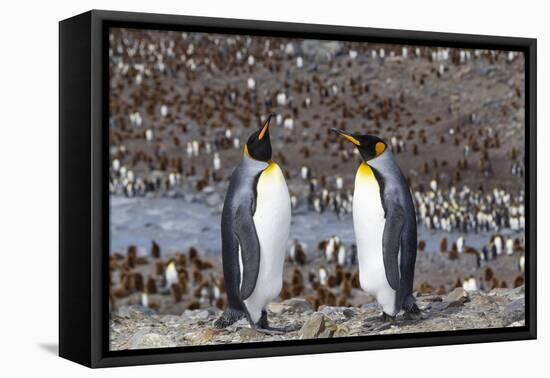 South Georgia. Two adult penguins stand overlooking the colony with fewer penguins than normal.-Ellen Goff-Framed Premier Image Canvas