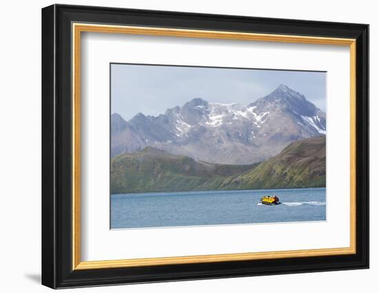 South Georgia. Zodiac with Tourists Makes its Way Back to the Ship-Inger Hogstrom-Framed Photographic Print