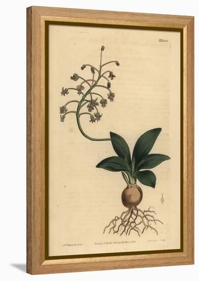 South Indian Squill, Ledebouria Revoluta (Lesser Plain-Leaved Drimia, Drimia Lanceaefolia)-Sydenham Teast Edwards-Framed Premier Image Canvas