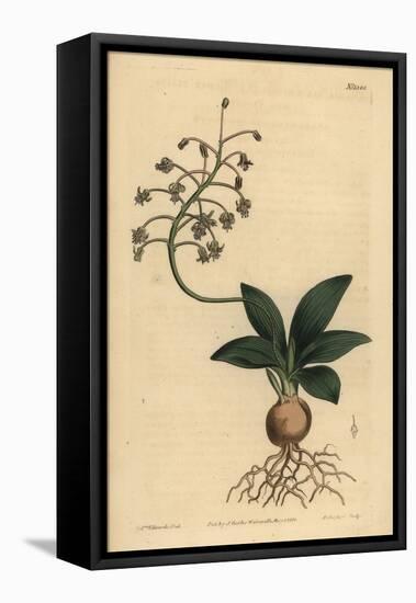 South Indian Squill, Ledebouria Revoluta (Lesser Plain-Leaved Drimia, Drimia Lanceaefolia)-Sydenham Teast Edwards-Framed Premier Image Canvas