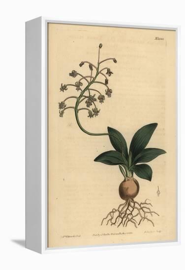 South Indian Squill, Ledebouria Revoluta (Lesser Plain-Leaved Drimia, Drimia Lanceaefolia)-Sydenham Teast Edwards-Framed Premier Image Canvas