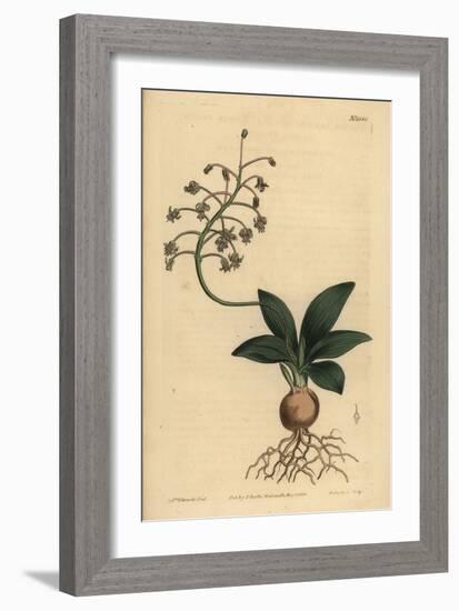 South Indian Squill, Ledebouria Revoluta (Lesser Plain-Leaved Drimia, Drimia Lanceaefolia)-Sydenham Teast Edwards-Framed Giclee Print