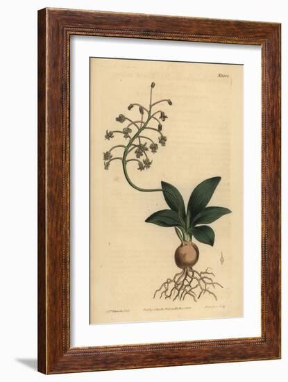 South Indian Squill, Ledebouria Revoluta (Lesser Plain-Leaved Drimia, Drimia Lanceaefolia)-Sydenham Teast Edwards-Framed Giclee Print