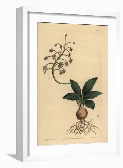 South Indian Squill, Ledebouria Revoluta (Lesser Plain-Leaved Drimia, Drimia Lanceaefolia)-Sydenham Teast Edwards-Framed Giclee Print