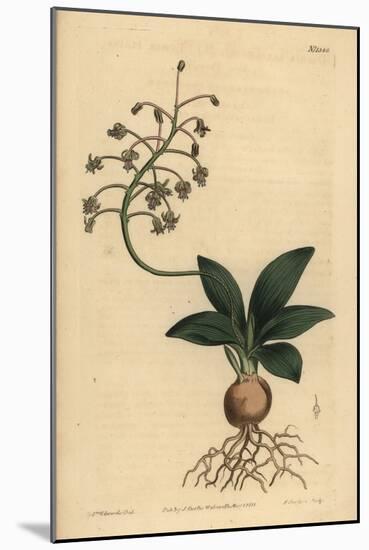 South Indian Squill, Ledebouria Revoluta (Lesser Plain-Leaved Drimia, Drimia Lanceaefolia)-Sydenham Teast Edwards-Mounted Giclee Print