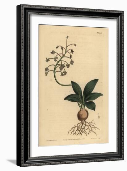 South Indian Squill, Ledebouria Revoluta (Lesser Plain-Leaved Drimia, Drimia Lanceaefolia)-Sydenham Teast Edwards-Framed Giclee Print