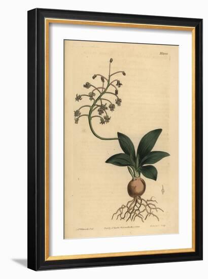 South Indian Squill, Ledebouria Revoluta (Lesser Plain-Leaved Drimia, Drimia Lanceaefolia)-Sydenham Teast Edwards-Framed Giclee Print