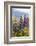 South Island, lupine-Greg Johnston-Framed Photographic Print