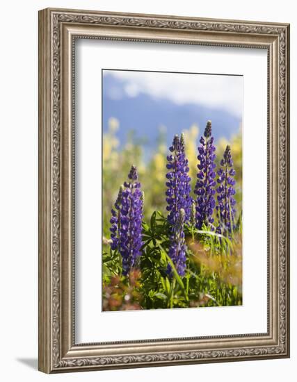 South Island, lupine-Greg Johnston-Framed Photographic Print