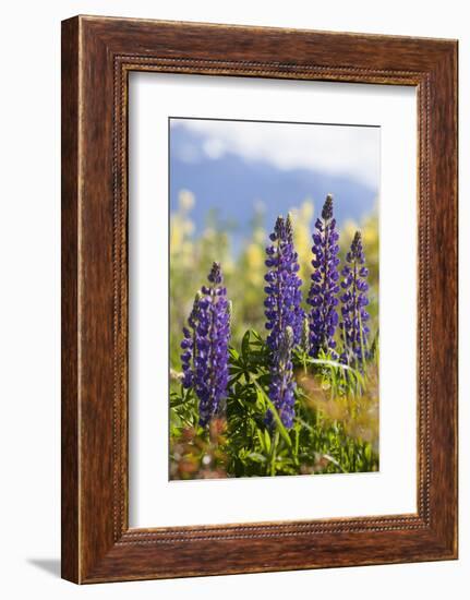 South Island, lupine-Greg Johnston-Framed Photographic Print