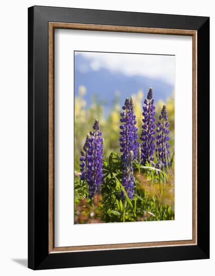 South Island, lupine-Greg Johnston-Framed Photographic Print