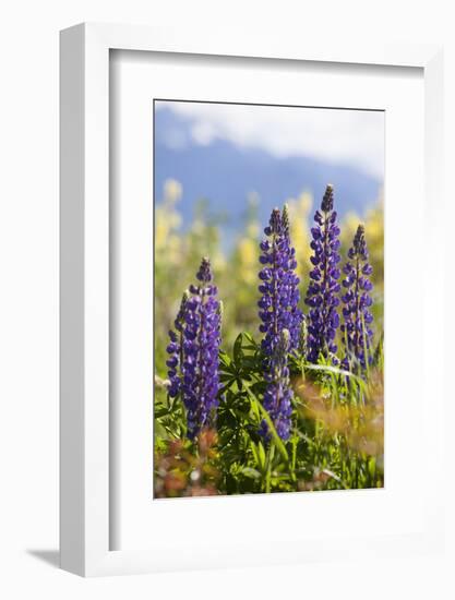 South Island, lupine-Greg Johnston-Framed Photographic Print