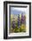 South Island, lupine-Greg Johnston-Framed Photographic Print