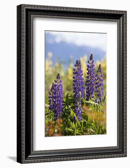 South Island, lupine-Greg Johnston-Framed Photographic Print