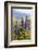 South Island, lupine-Greg Johnston-Framed Photographic Print