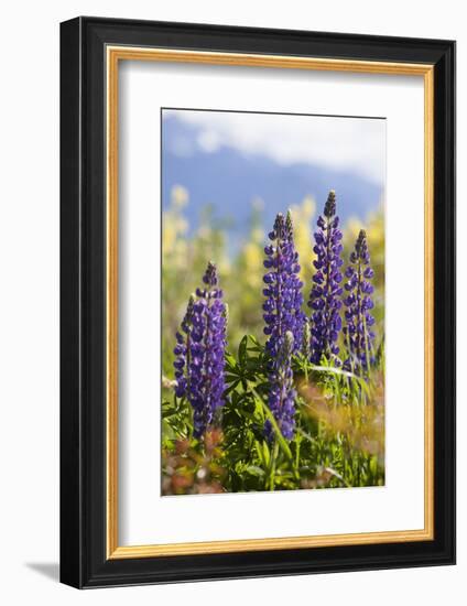 South Island, lupine-Greg Johnston-Framed Photographic Print