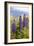 South Island, lupine-Greg Johnston-Framed Photographic Print