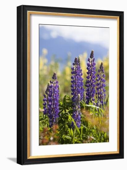 South Island, lupine-Greg Johnston-Framed Photographic Print