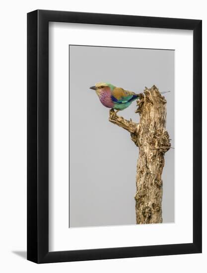 South Londolozi Game Reserve. Lilac-Breasted Roller Bird on Stump-Fred Lord-Framed Photographic Print